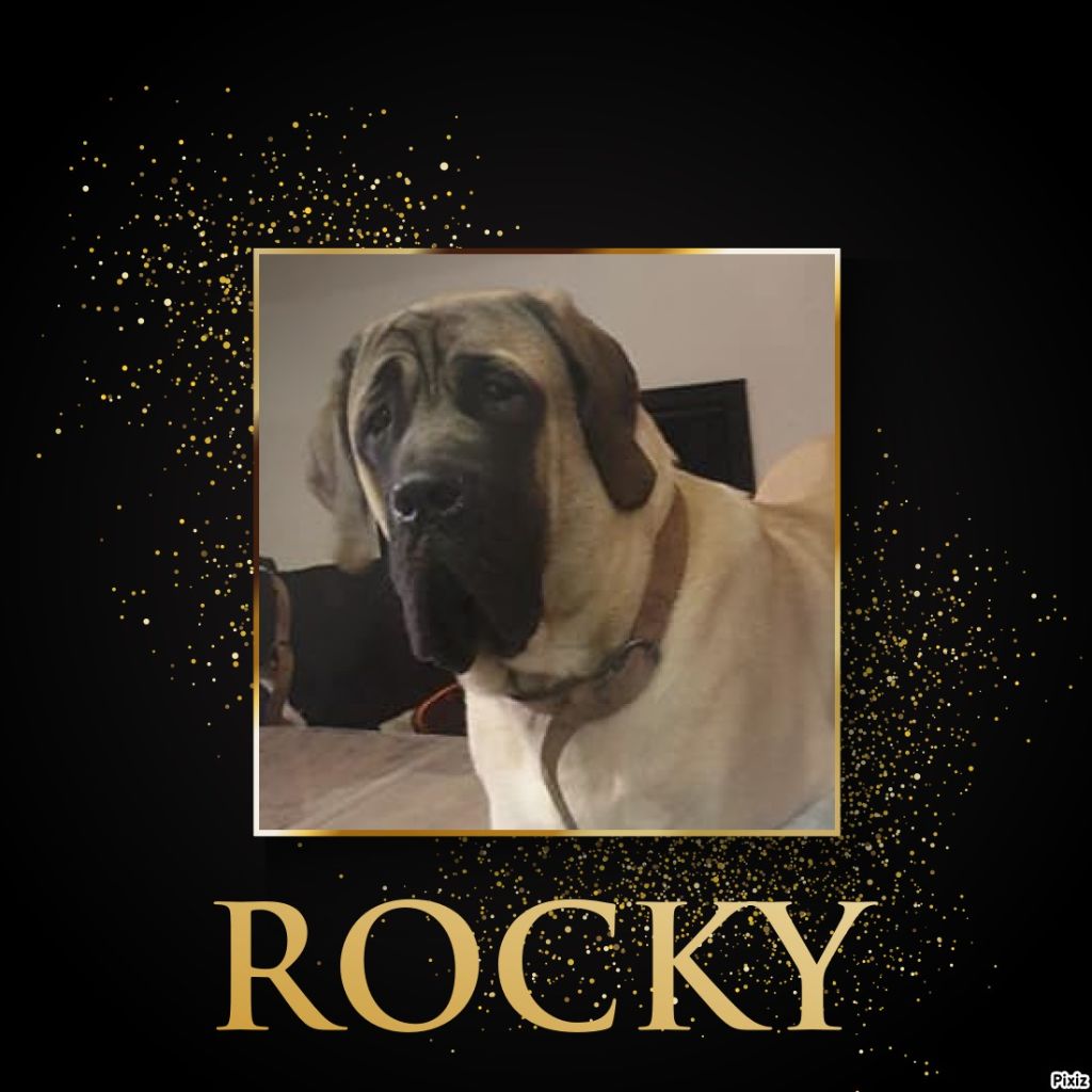 Rocky urano des Mastiffs d'Enfer