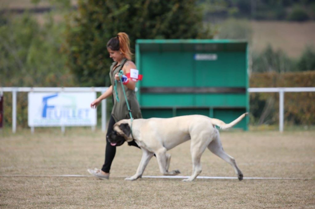 des Mastiffs d'Enfer - LADY LAÏKA DES MASTIFFS D'ENFER