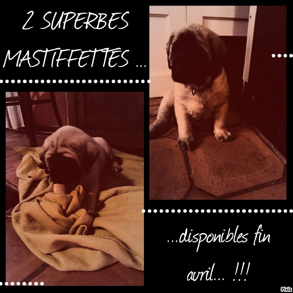 des Mastiffs d'Enfer - RESTE 2 FEMELLES