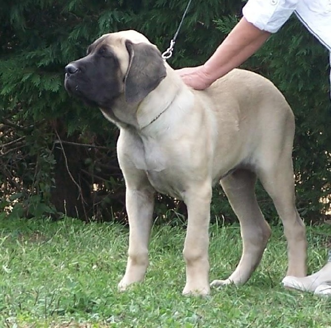 des Mastiffs d'Enfer - N.E. 2015