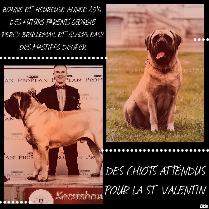 des Mastiffs d'Enfer - BONNE ANNEE 2016