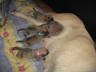 des Mastiffs d'Enfer - CHIOTS 13 JOURS