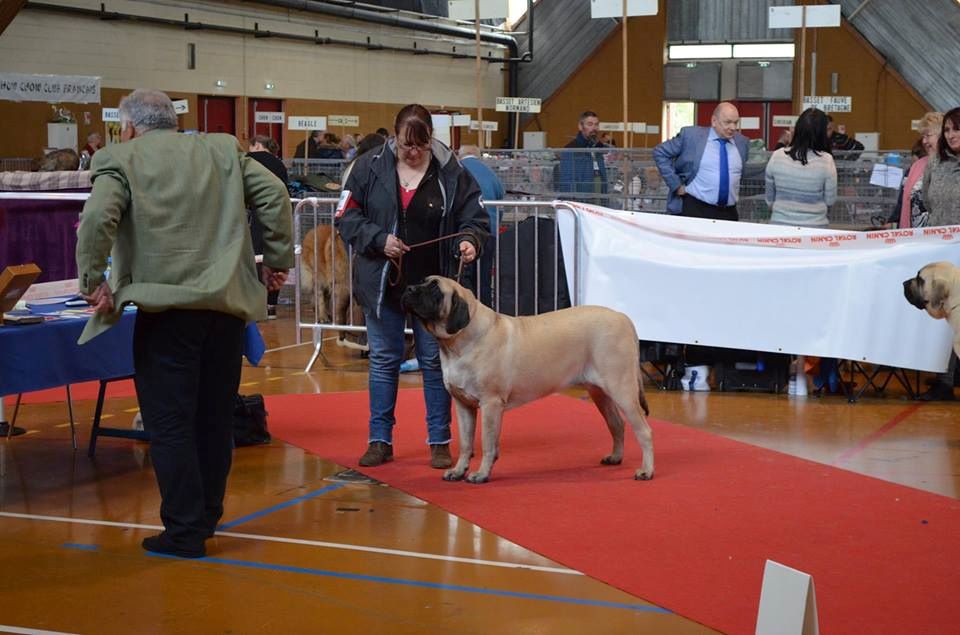 des Mastiffs d'Enfer - LADY MORRIGAN