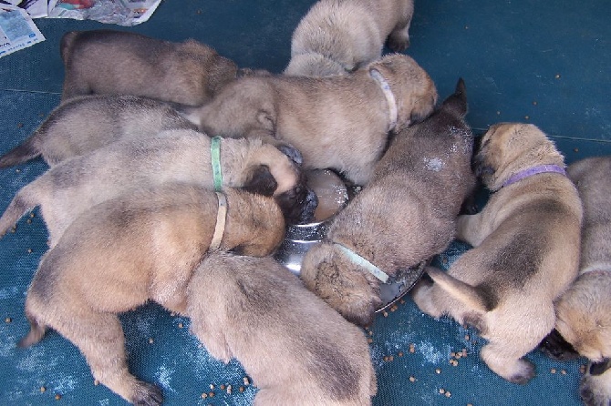 des Mastiffs d'Enfer - 1ER REPAS TOUT SEUL