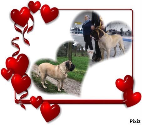 des Mastiffs d'Enfer - LES CHIOTS DU 13 FEVRIER 2016