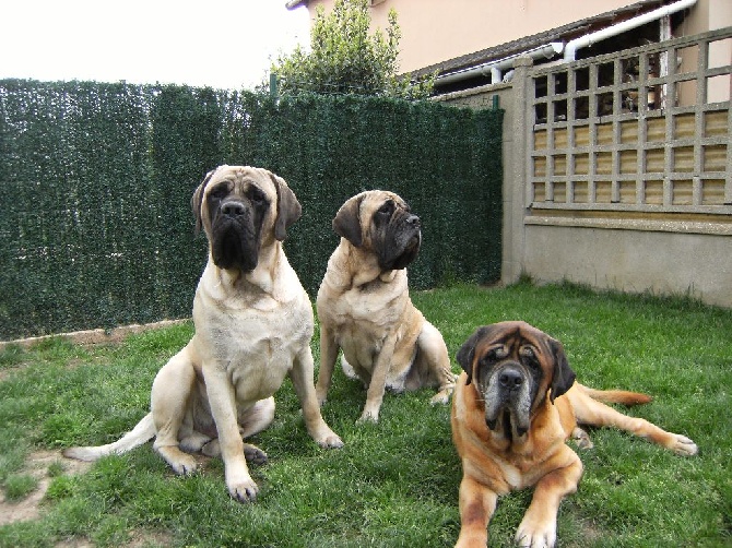 des Mastiffs d'Enfer - LES CHIOTS ONT 1 AN NES LE 13/05/2015