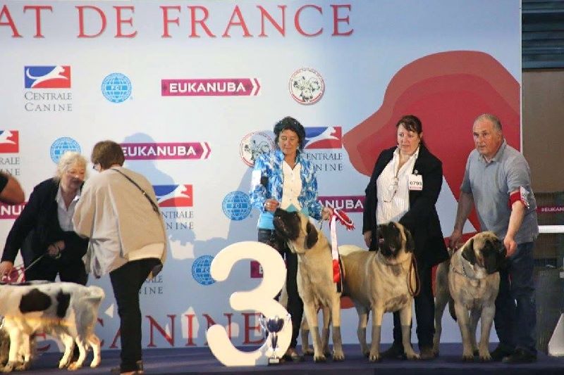 des Mastiffs d'Enfer - 2 ANS