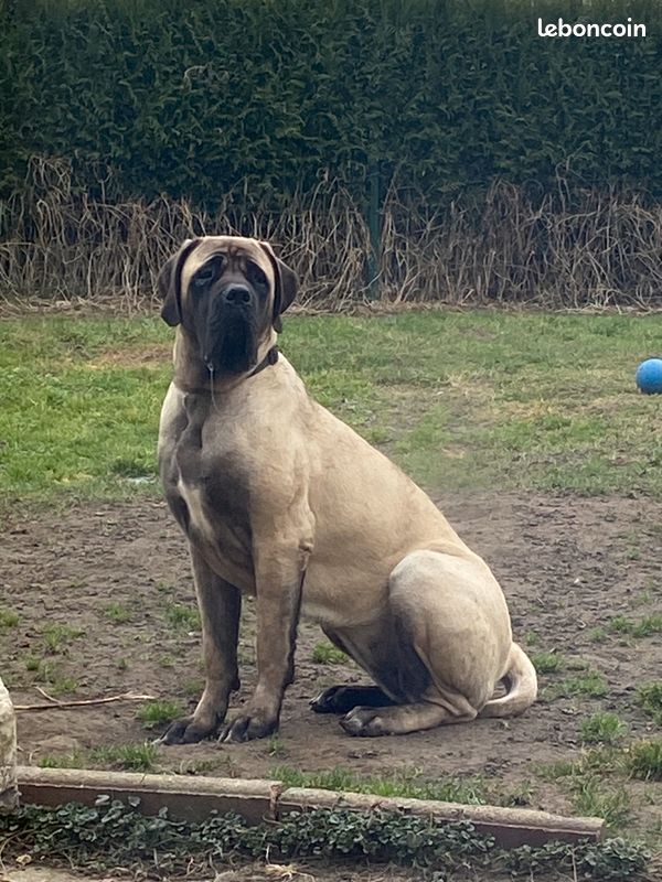 des Mastiffs d'Enfer - BON ANNIVERSAIRE 1 AN DEJA