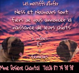 des Mastiffs d'Enfer - MARIAGE NESS ET N'KODA dit NOUNOURS