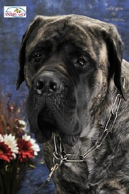 des Mastiffs d'Enfer - FIONA DOUCHKA BABY DES MASTIFFS D'ENFER