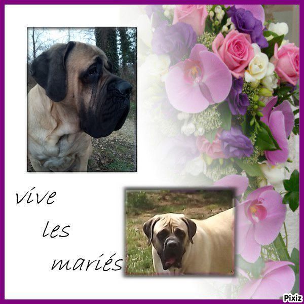 des Mastiffs d'Enfer - VIVE LES MARIES