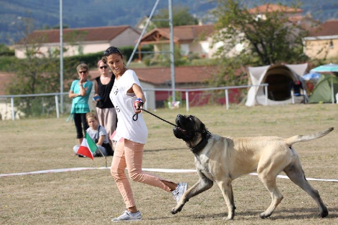 des Mastiffs d'Enfer - LEGO DES MASTIFFS D'ENFER