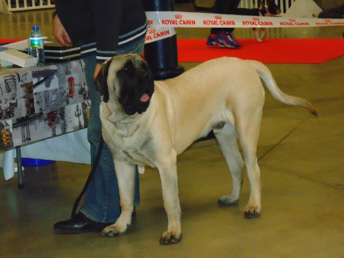 des Mastiffs d'Enfer - LORD OF BACHKIR DES MASTIFFS D'ENFER