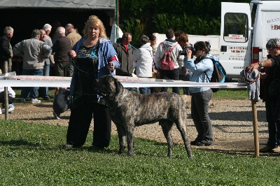 des Mastiffs d'Enfer - NATIONALE ELEVAGE A MONTAGNY