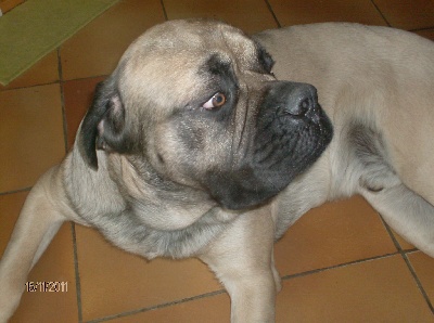 des Mastiffs d'Enfer - FILS DU MULTI CHAMPION BACHKIR