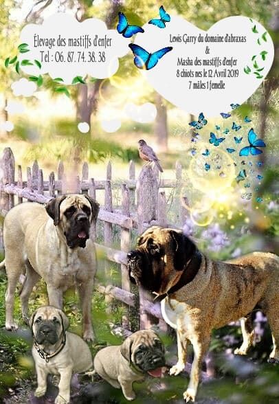 des Mastiffs d'Enfer - UNE LIGNEE DE MULTI CHAMPIONS