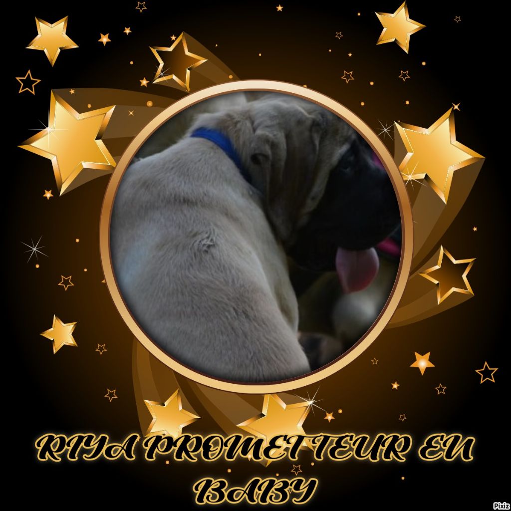 des Mastiffs d'Enfer - FELICITATIONS A RIYA NESS