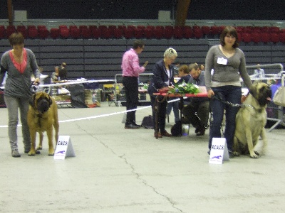 des Mastiffs d'Enfer - EXPOSITION CHARTRES GAIA