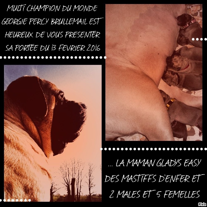 des Mastiffs d'Enfer - PORTEE DU 13 FEVRIER 2016