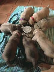 des Mastiffs d'Enfer - A Table !!! 1er REPAS