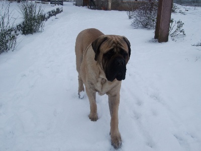 des Mastiffs d'Enfer - GABIN BACHKIR DES MASTIFFS D'ENFER