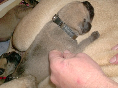 des Mastiffs d'Enfer - SUPERBE MALE FAUVE FONCE