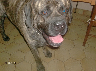 des Mastiffs d'Enfer - 2 SUPERBES MALES POUR SAILLIES