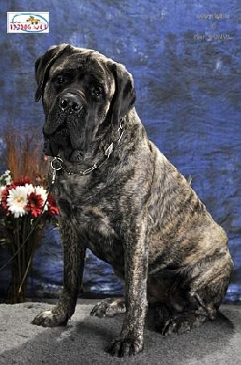 des Mastiffs d'Enfer - EXPOSITION SPECIAL MASTIFF TOURS