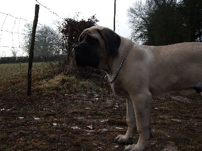 des Mastiffs d'Enfer - GABIN BACHKIR DES MASTIFFS D'ENFER