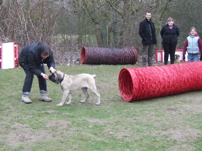 des Mastiffs d'Enfer - GAÏA GABRIELLE DES MASTIFFS D'ENFER