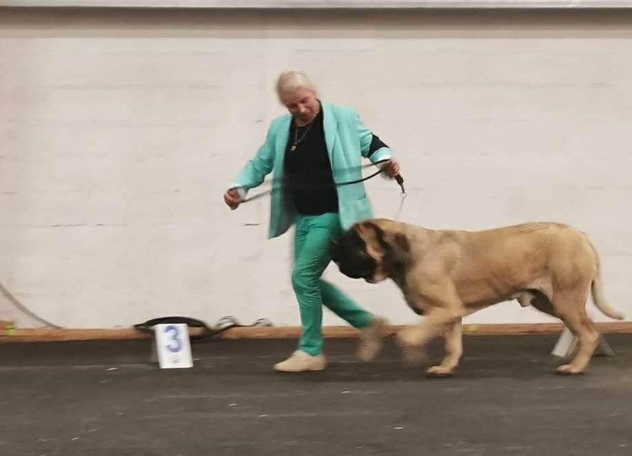 des Mastiffs d'Enfer - EXPOSITION A ROUEN SAM