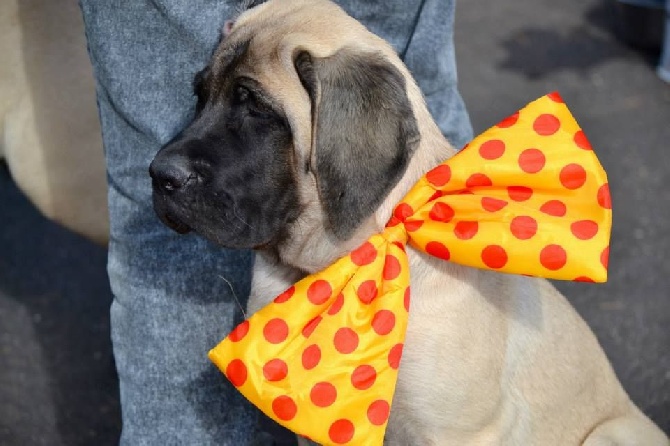 des Mastiffs d'Enfer - REGIONALE A AVIGNON