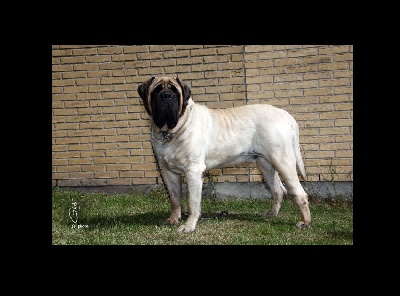 des Mastiffs d'Enfer - 2 SUPERBES MALES POUR SAILLIES