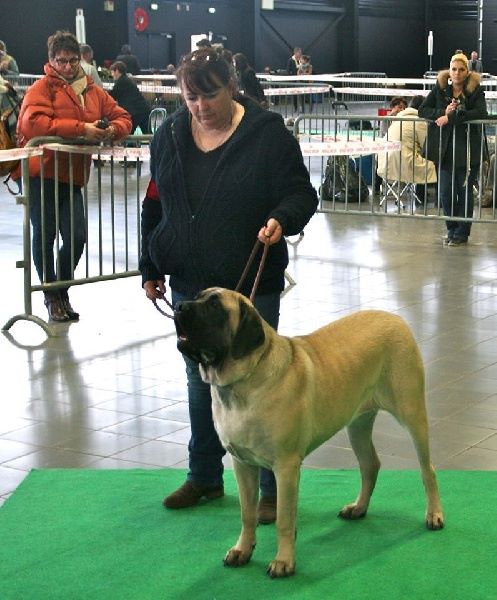 des Mastiffs d'Enfer - LADY MORRIGAN 