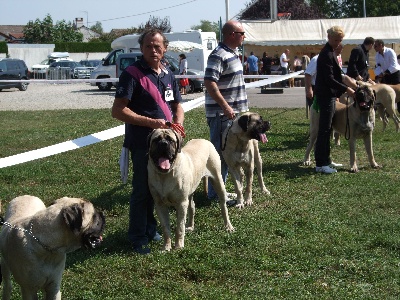 des Mastiffs d'Enfer - EXPOSITION NATIONALE ELEVAGE