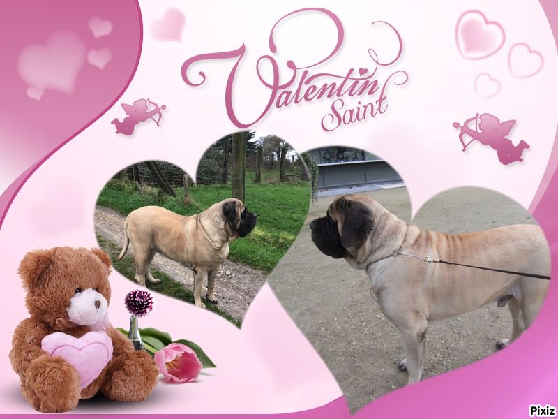 des Mastiffs d'Enfer - NAISSANCE POUR LE 13 FEVRIER 2016