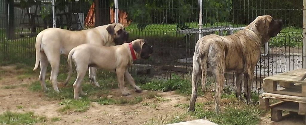 des Mastiffs d'Enfer - UNE SUPERBE JOURNEE