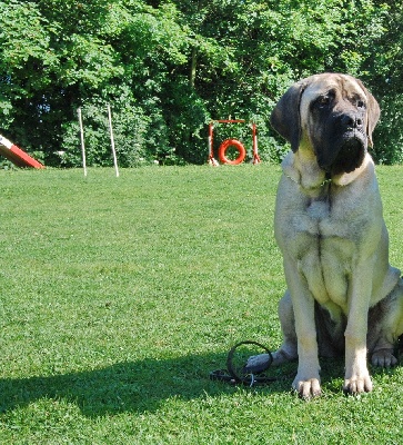 des Mastiffs d'Enfer - GAÏA GABRIELLE DES MASTIFFS D'ENFER