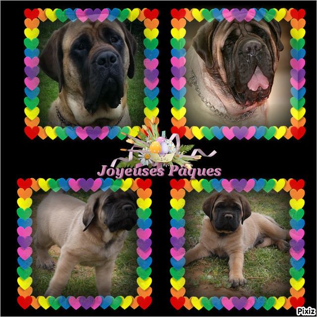 des Mastiffs d'Enfer - NEW BACHKIR PAQUES