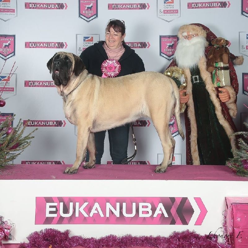 des Mastiffs d'Enfer - TOP DOG AWARDZ 2017