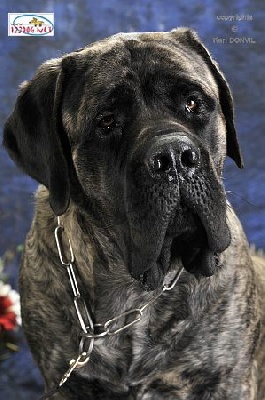 des Mastiffs d'Enfer - COPYRIGHTS KARL DONVIL