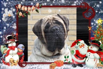 des Mastiffs d'Enfer - superbe noel