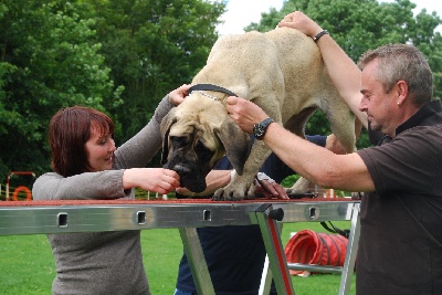 des Mastiffs d'Enfer - GAIA GABRIELLE DES MASTIFFS D'ENFER