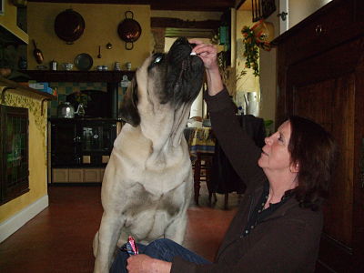 des Mastiffs d'Enfer - GABIN BACHKIR DES MASTIFFS D'ENFER