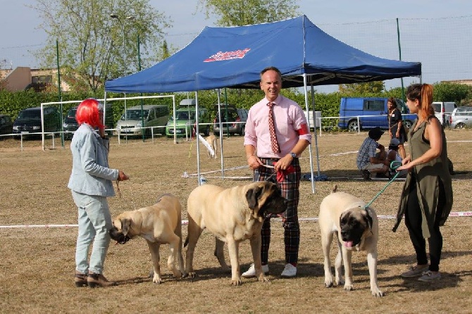 des Mastiffs d'Enfer - MULTI CHAMPION GEORGIE PERCY BRULLEMAIL