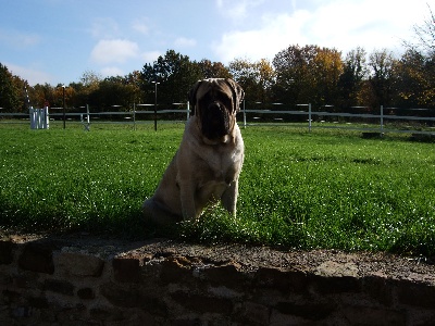 des Mastiffs d'Enfer - 1 AN GABIN BACHKIR