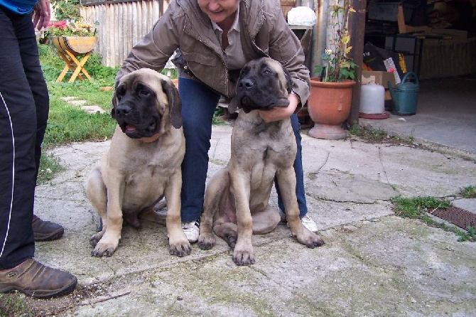 des Mastiffs d'Enfer - LOYD ET LUCKY DES MASTIFFS D'ENFER