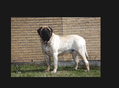 des Mastiffs d'Enfer - CHAMPIONNAT DE FRANCE CLASSE JEUNE