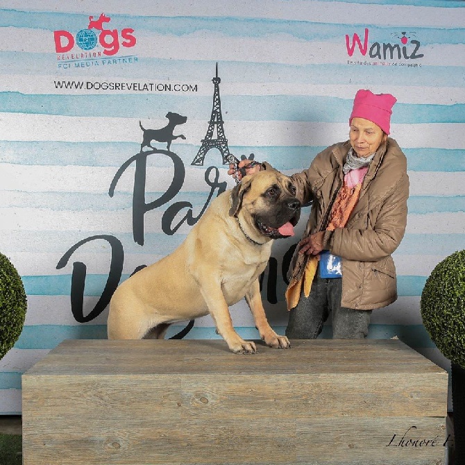 des Mastiffs d'Enfer - PARIS DOG SHOW JANVIER 2017