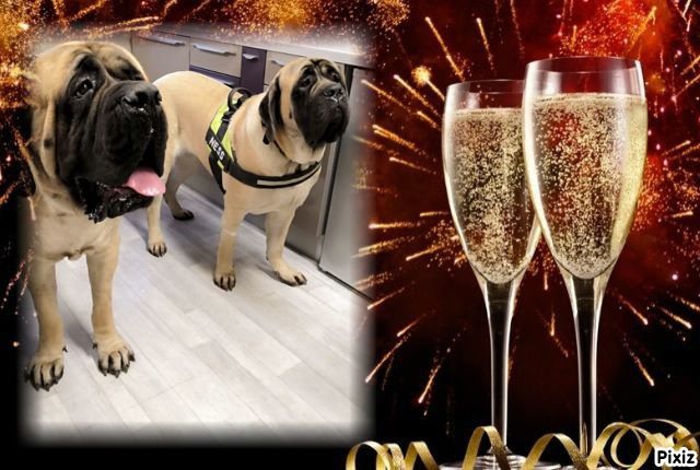 des Mastiffs d'Enfer - MARIAGE NESS ET N'KODA dit NOUNOURS